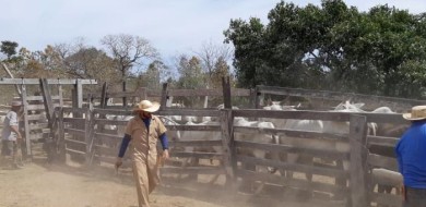 Vacinação contra febre aftosa na Ilha do Bananal termina dia 30