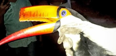 Bombeiros capturam tucano ferido em Colinas