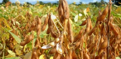 Tocantins inicia o período do vazio sanitário da soja sequeiro
