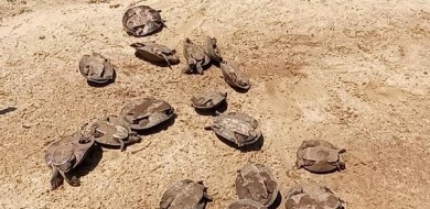Naturatins aplica R$ 88,5 mil em multas durante patrulhamento no Cantão