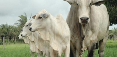 Agrotins 2021 100% Digital terá leilão e feirão de animais de raças